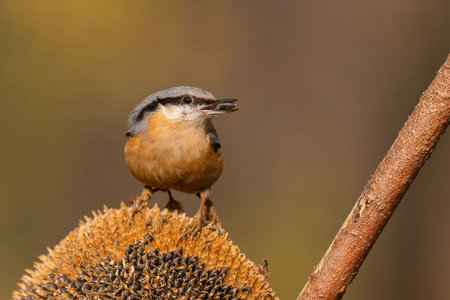 A nuthatch perched on a sunflower seed head, enjoying a meal in the autumn sunlight. This macro shot captures incredible detail.の写真素材