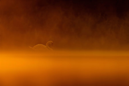 A solitary swan glides through a misty lake at sunrise. The warm, orange light casts a magical glow.の写真素材