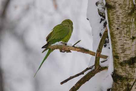 A vibrant green parakeet rests on a snow-covered branch during a winter day. The tranquil scene is a...