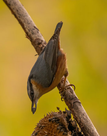 A nuthatch perched on a branch in the fall. It's enjoying a sunflower seed.の写真素材