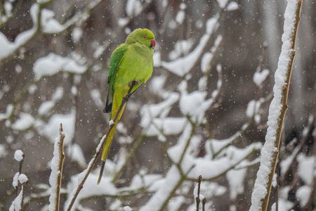 A vibrant green parakeet perches on a snow-covered branch during a winter snowfall.の写真素材