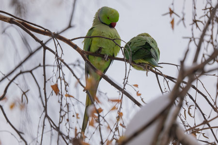 Two Rosy-ringed Parakeets perched on a snow covered branch in winter.の写真素材