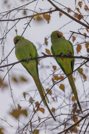 Two Rosy-ringed Parakeets rest on a branch.の写真素材