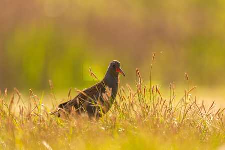 A Water Rail camouflaged in a sunlit meadow. Stunning wildlife photography showing the bird's natural beauty.の写真素材