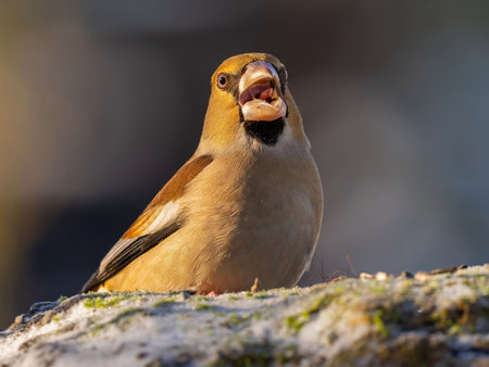 A stunning close-up of a hawfinch perched on a frosty ground. Its beak is wide open, revealing a detailed look at its features.の写真素材