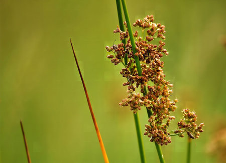 A close-up shot of brown flower seeds on a green stem in a serene meadow. Nature photography.