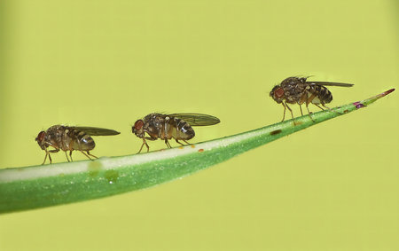 Three small drosophila flies perched on a green leaf against a yellow background. Macro photography reveals intricate details.の写真素材
