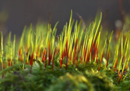 Close-up view of vibrant green moss with red sprouts bathed in sunlight. A stunning macro photograph showing nature's intricate details.の写真素材