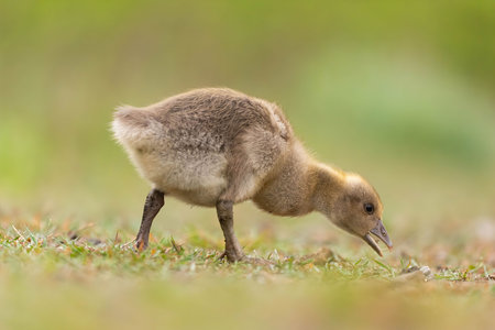 A small, fluffy gosling pecks at the ground in a lush green meadow.