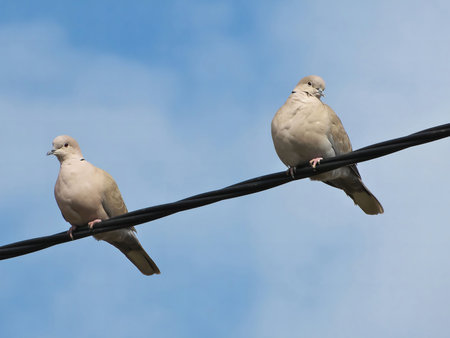 Two doves rest on a wire against a clear blue sky. A serene and peaceful scene.の写真素材