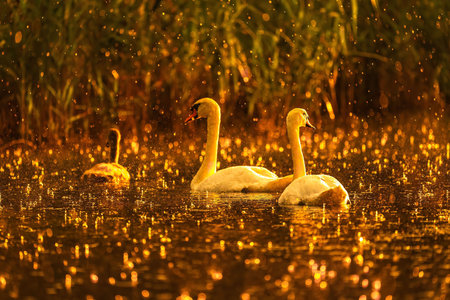 Two graceful swans swim in a golden lake during sunset. The tranquil scene is filled with warm light and gentle rain.の写真素材