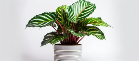 A vibrant Calathea Ornata plant thrives in a stylish striped pot, adding a touch of nature's beauty to any indoor space.の写真素材