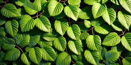 Close-up view of vibrant green leaves, showing intricately textures and sunlight dappling the...