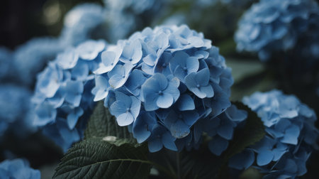 Stunning close-up of vibrant blue hydrangeas in full bloom. The image captures the delicate beauty...