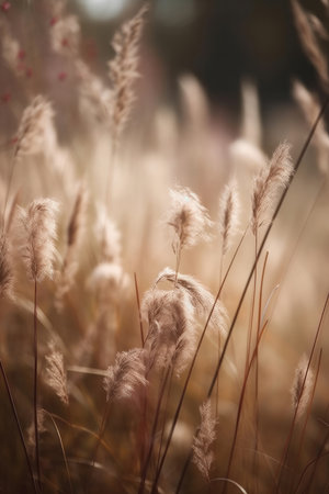 Soft light illuminates a field of golden grasses, creating a serene autumn scene. The image evokes a sense of peace and tranquility.の写真素材