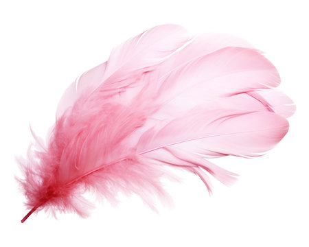A single, light pink feather against a white background. Close-up shot showing delicate texture.の写真素材