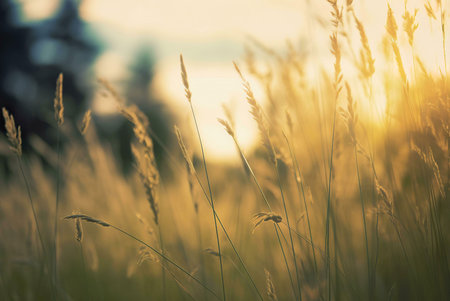 Serene sunset scene in a golden meadow. Warm light bathes tall grasses.の写真素材