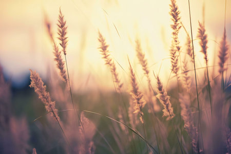 Serene sunset over a tranquil meadow. Golden hour light illuminates tall grass.