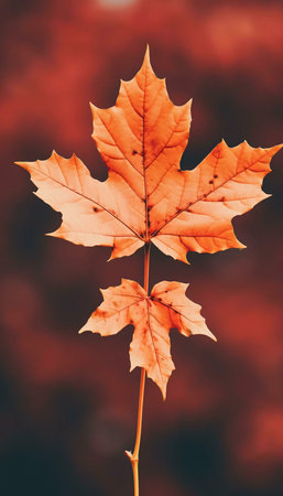 A single, vibrant orange maple leaf on a blurred, autumnal backgroundの写真素材