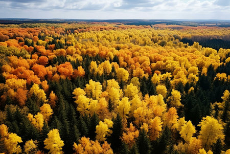 Stunning aerial shot of an autumn forest showcasing vibrant golden and orange leaves.