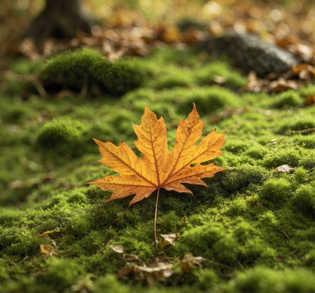 A single, vibrant orange maple leaf rests on a bed of lush green moss. The autumn scene evokes a sense of peace and tranquility.の写真素材