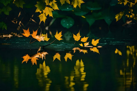 Golden maple leaves gently rest on a dark, still pond, their reflections creating a mirror image of...