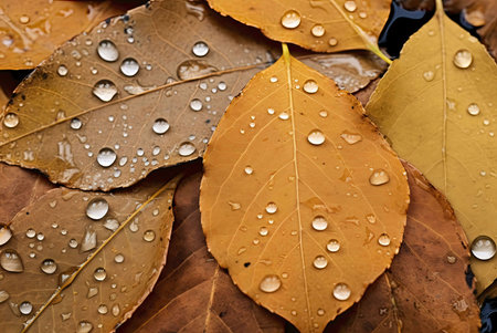 Close-up of autumn leaves with water droplets. Macro photography captures details of nature.