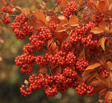 A close-up shot of fiery red berries and russet leaves during autumn. The vibrant colors and...