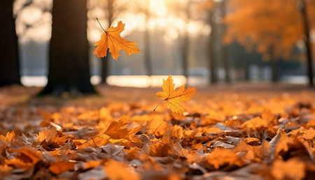 Golden autumn leaves softly falling in a sunlit park. A tranquil scene of nature's beauty.の写真素材