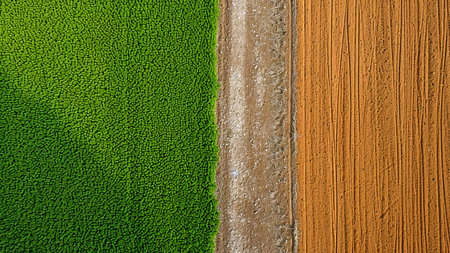 Stunning aerial shot showcasing vibrant green and brown fields separated by a path. Contrasting colors create a geometric design.の写真素材