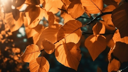Golden autumn leaves illuminated by sunlight. A breathtaking view of nature's beauty in fall.