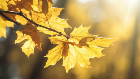 Golden autumn leaves bathed in sunlight. A stunning image capturing the beauty of fall.の写真素材