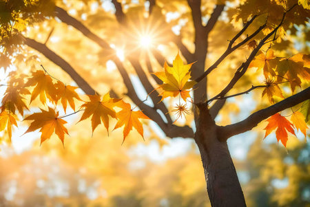 Sunlit maple leaves in autumn. Golden hues and vibrant colorsの写真素材