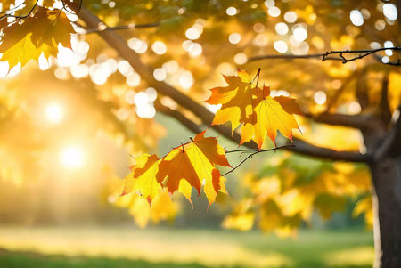 Autumn leaves bathed in the golden light of a setting sun. A picturesque scene of nature's beauty.