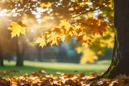 Sunlit maple leaves in autumn. Golden hues and serene atmosphere.