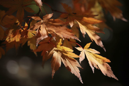 Close-up of illuminated autumn maple leaves, showing their vibrant fall colors against a dark...
