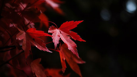 Close-up shot of crimson maple leaves against a dark background. Autumnal colors and textures.