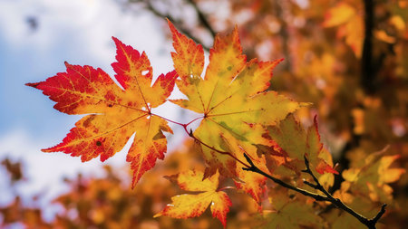 Close-up of vibrant red and gold autumn maple leaves. Beautiful fall colors.
