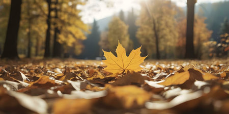 A single maple leaf rests on a bed of fallen autumn leaves in a sun-drenched forest. Golden hues dominate.の写真素材