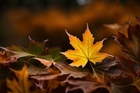 A vibrant golden maple leaf stands out among a bed of darker autumn leaves.