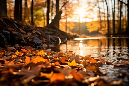 Golden autumn leaves scattered along a calm stream, bathed in the warm glow of sunset. A peaceful autumn scene.の写真素材