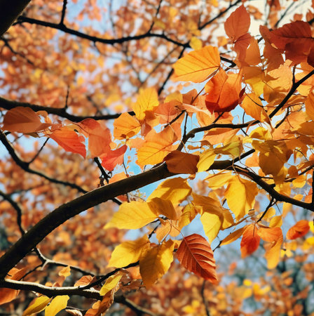 Close-up view of vibrant golden and orange autumn leaves on a tree branch. A beautiful display of...