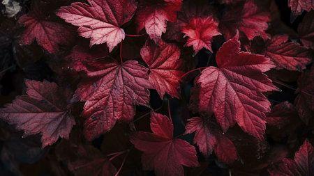 A captivating macro shot showing a cluster of dark red autumn leaves. The rich colors and intricate details create a moody atmosphere.の写真素材