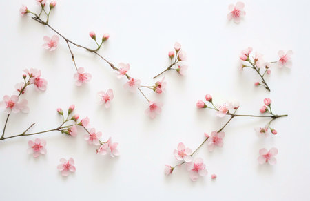 A beautiful image of pink cherry blossoms arranged on a white background, showing the delicate beauty of nature.の写真素材