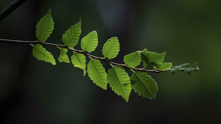 A close-up shot of a branch with green leaves, the leaves are illuminated by sunlight, creating a contrast against the dark background.の写真素材