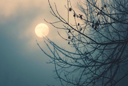 A serene, misty morning with the sun peeking through the branches of a tree.の写真素材