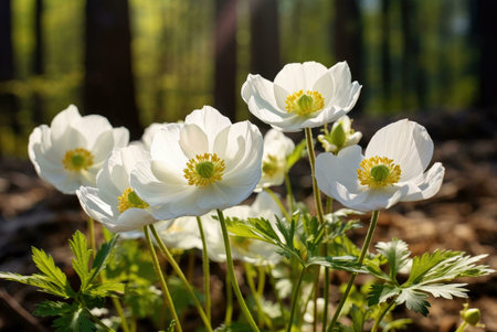 Close-up view of a cluster of white flowers blooming in a forest setting.の写真素材