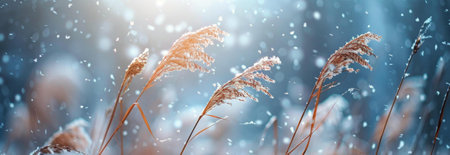 A captivating winter scene showcasing snow-covered plants, creating a serene and peaceful atmosphere. The delicate details are highlighted by the soft light.の写真素材