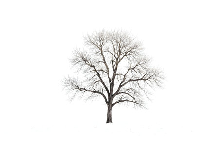 A lone, leafless tree stands in a snowy field against a bright white sky. The image evokes feelings of winter and solitude.の写真素材
