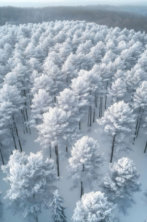 Stunning aerial view of a snow covered pine forest in winter. The trees are covered in frost and create a serene winter wonderland.の写真素材